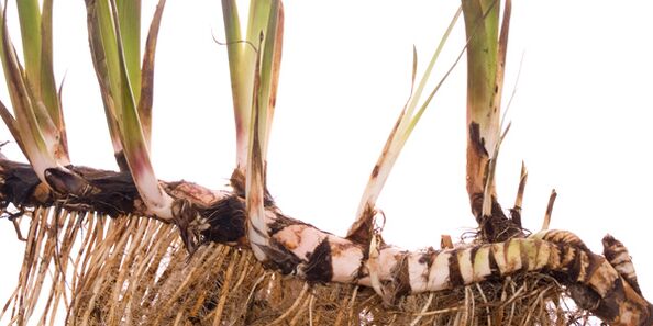 Burdock root - a folk remedy used to treat diabetes
